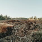 The Main Causes of Deforestation